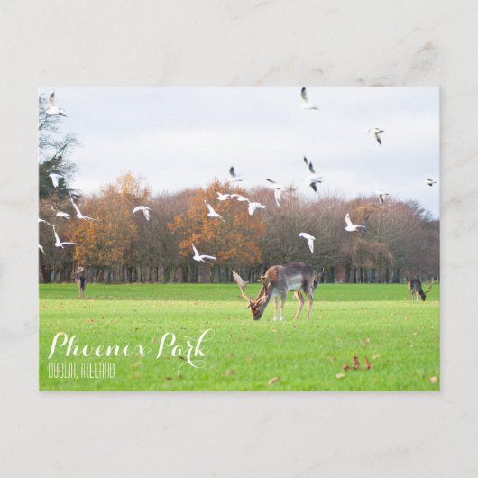 Phoenix Park Postcard Postkarte (Vorderseite)