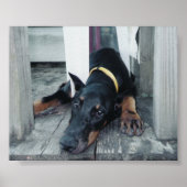 Phoenix Poster (Vorne)