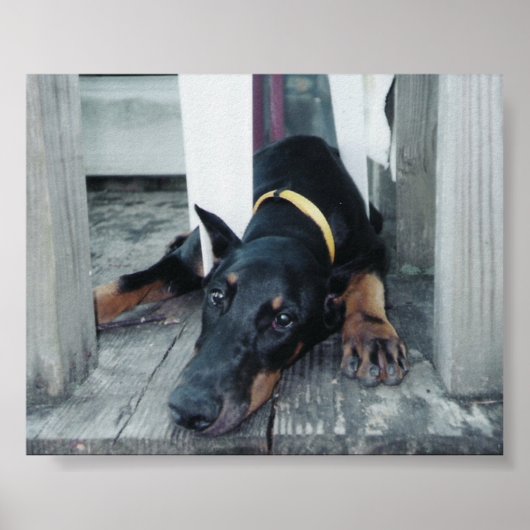 Phoenix Poster (Vorne)