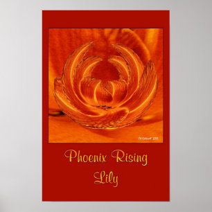 Phoenix Rising Lily Poster