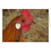 Phoenix Rooster (Vorderseite (Horizontal))