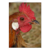 Phoenix Rooster (Vorne)