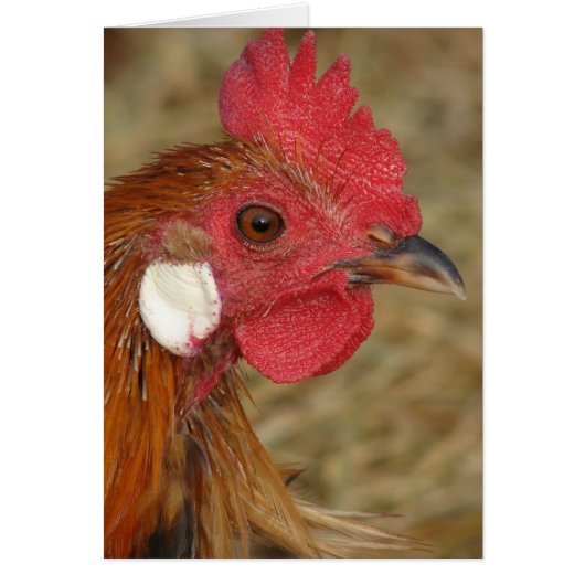 Phoenix Rooster (Vorne)