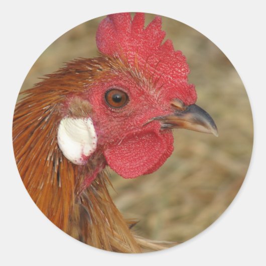 Phoenix Rooster Classic Round Sticker (Vorderseite)