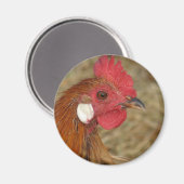 Phoenix Rooster Magnet (Vorderseite/Rückseite)