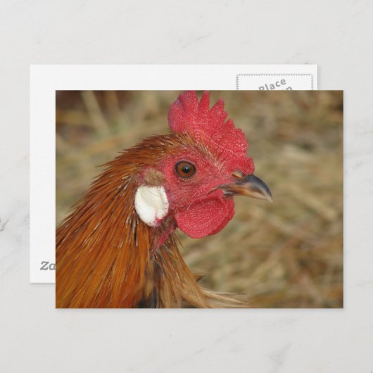 Phoenix Rooster Postkarte (Vorne/Hinten)