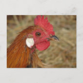 Phoenix Rooster Postkarte (Vorderseite)