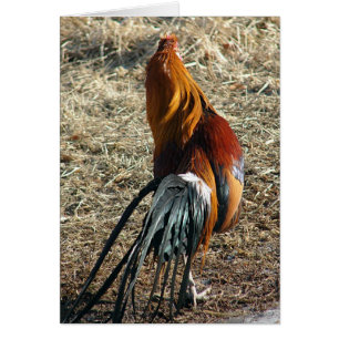 Phoenix Rooster von hinter Jeden Anlaß Blank