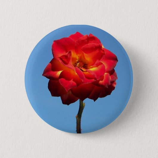 Phoenix-Rose im Sky-Button Button (Vorderseite)