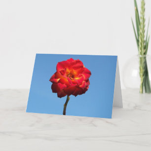 Phoenix-Rose in den Sky-Grußkarten Karte