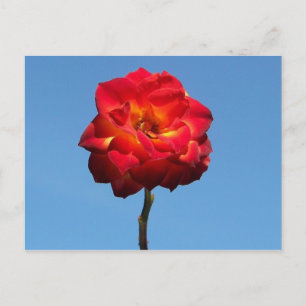 Phoenix-Rose in der Sky-Postkarte Postkarte
