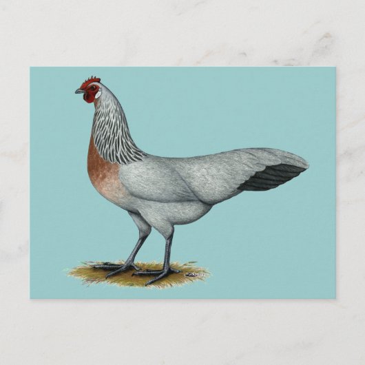 Phoenix: Silver Duckwing Hen Postkarte (Vorderseite)