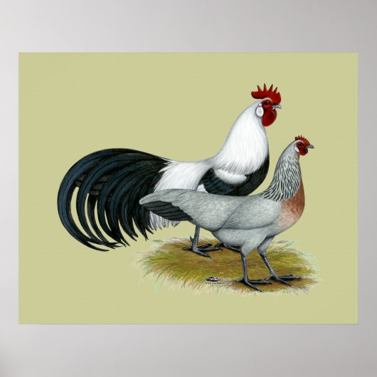 Phoenix: Silver Duckwing Pair Poster (Vorne)