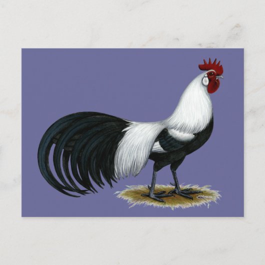 Phoenix: Silver Duckwing Rooster Postkarte (Vorderseite)