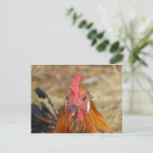 Phoenix starrt die Kamera an Postkarte (Stehend Vorderseite)