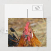 Phoenix starrt die Kamera an Postkarte (Vorne/Hinten)