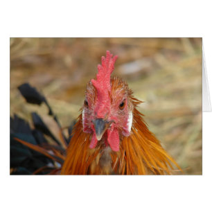 Phoenix stellt die Kamera nach unten