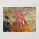 Phoenix stellt die Kamera nach unten Postkarte (Vorderseite)