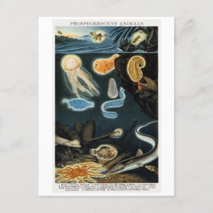 Phosphorescent Tiere Vintag Postkarte