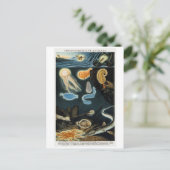 Phosphorescent Tiere Vintag Postkarte (Stehend Vorderseite)