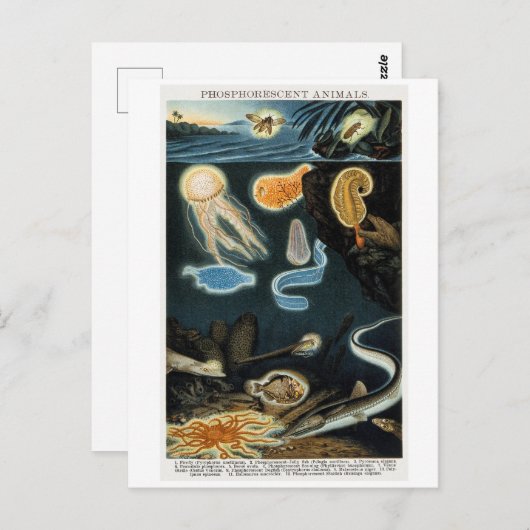 Phosphorescent Tiere Vintag Postkarte (Vorne/Hinten)