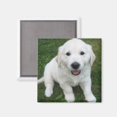 Photo Modern Simple Custom Cute Pet Magnet (Vorderseite/Rückseite)