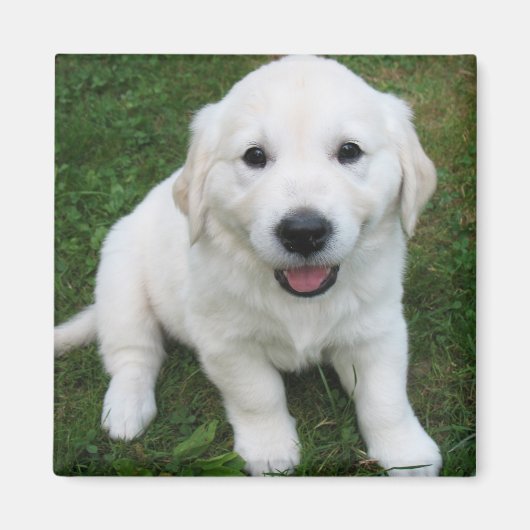 Photo Modern Simple Custom Cute Pet Magnet (Vorne)