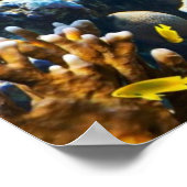 Photo of a tropical Fish on a coral reef Poster (Ecke)