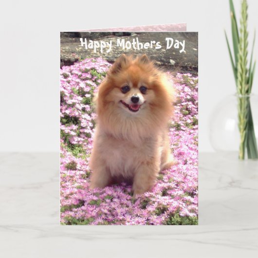 Photograph Pink Pomeranian Happy Mothers Day Karte (Vorderseite)