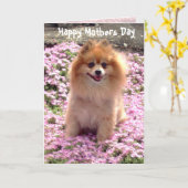 Photograph Pink Pomeranian Happy Mothers Day Karte (Gelbe Blume)