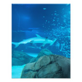 Photograph #Y044 on MEDIUM SIZE Poster (Vorne)