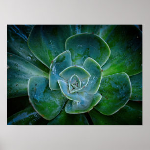 Photographic Artwork - Evergreen Plant Poster
