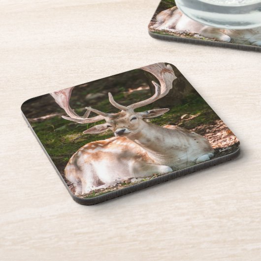 Photohirsch unter den Wäldern Untersetzer (Linke Seite)