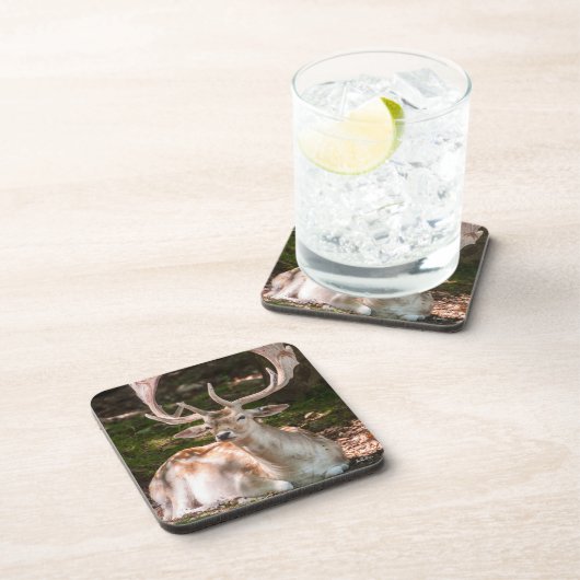 Photohirsch unter den Wäldern Untersetzer (Rechte Seite)
