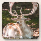 Photohirsch unter den Wäldern Untersetzer (Vorderseite)