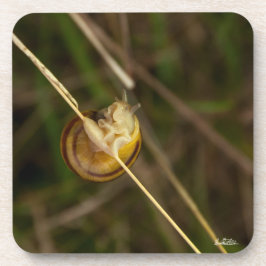 Photoinsekt in Schale Getränkeuntersetzer