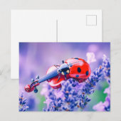 Photorealistic Ladybug Playing Violin on Lavender Postkarte (Vorne/Hinten)