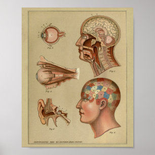 Phrenologie-Kopf-Anatomie-Druck Vintage Poster