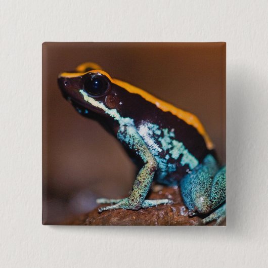 Phyllobates vittatus, ein Giftpfeiffrosch Button (Vorderseite)
