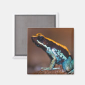 Phyllobates vittatus, ein Giftpfeiffrosch Magnet (Vorderseite/Rückseite)
