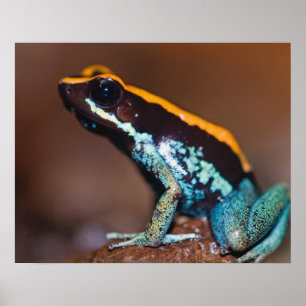 Phyllobates vittatus, ein Giftpfeiffrosch Poster