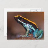 Phyllobates vittatus, ein Giftpfeiffrosch Postkarte (Vorne/Hinten)
