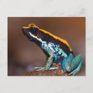 Phyllobates vittatus, ein Giftpfeiffrosch Postkarte