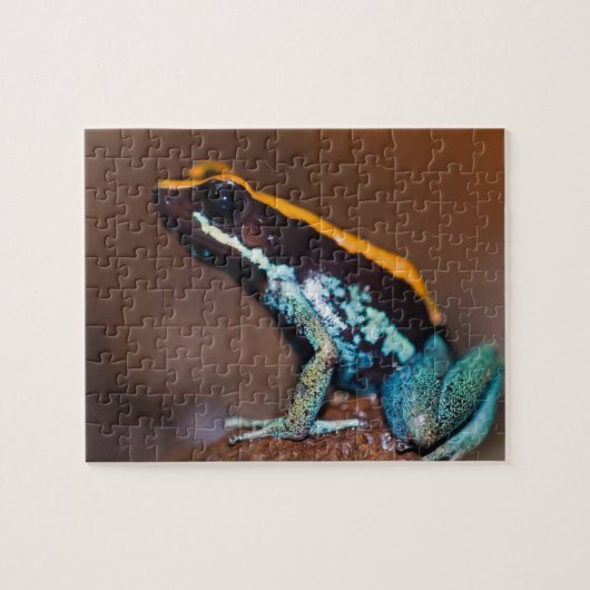 Phyllobates vittatus, ein Giftpfeiffrosch Puzzle (Horizontal)