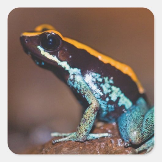 Phyllobates vittatus, ein Giftpfeiffrosch Quadratischer Aufkleber (Vorderseite)