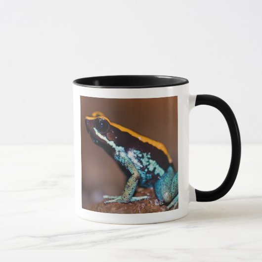 Phyllobates vittatus, ein Giftpfeiffrosch Tasse (Rechts)