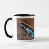 Phyllobates vittatus, ein Giftpfeiffrosch Tasse (Links)