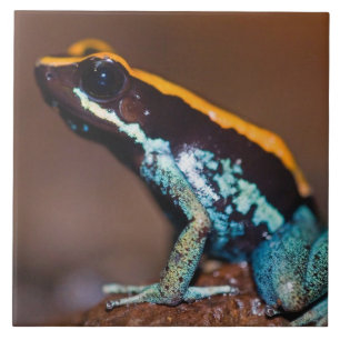 Phyllobates vittatus, ein Pfeilgiftfrosch Fliese