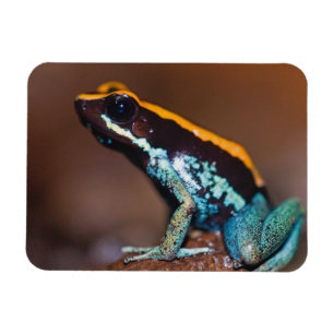 Phyllobates vittatus, ein Pfeilgiftfrosch Magnet