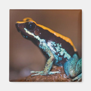 Phyllobates vittatus, ein Pfeilgiftfrosch Magnet